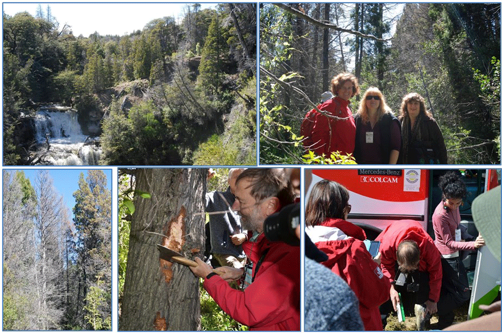 Symptoms of ldquo;mal del cipreacute;srdquo; caused by Phytophthora autrocedri and taking action to prevent the spread of the disease into healthy areas. Views in Los Alercesnbsp;National Park, Patagonia Argentina during the 7th IUFRO Phytophthora; photos by Gloria Abad, USDA-APHIS-PPQnbsp;